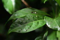 Pavetta hongkongensis