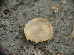 Onchidoris bilamellata