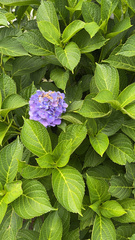 Hydrangea
