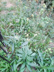 Sonchus arvensis arvensis
