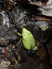 Chrysina colima