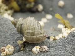 Muricidae