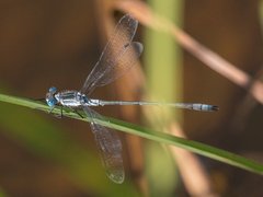 Lestes disjunctus