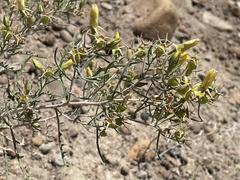Mentzelia sivinskii