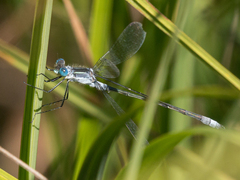 Lestes disjunctus