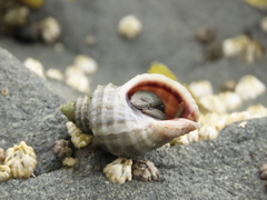 Muricidae