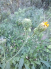 Sonchus arvensis arvensis