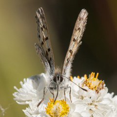 Tharsalea mariposa