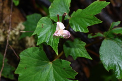 Begonia palmata