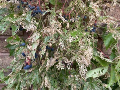 Popillia japonica