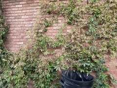Popillia japonica