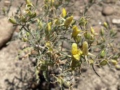 Mentzelia sivinskii