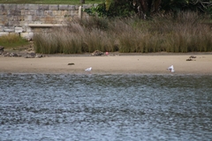 Chroicocephalus novaehollandiae novaehollandiae