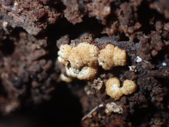 Trichoderma