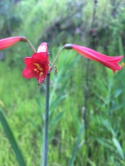 Phycella cyrtanthoides