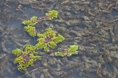 Salvinia molesta