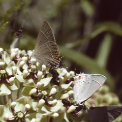 Satyrium favonius