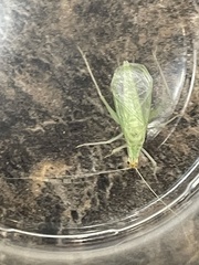 Oecanthus
