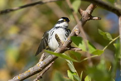 Setophaga nigrescens