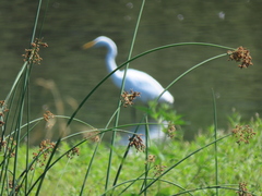 Schoenoplectus californicus