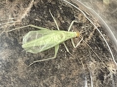 Oecanthus