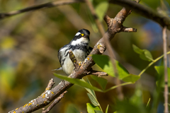 Setophaga nigrescens