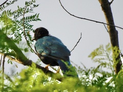 Cyanocorax yucatanicus