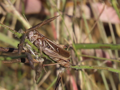 Stenobothrus lineatus