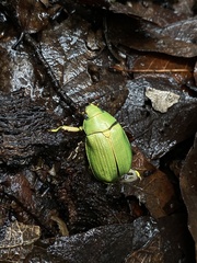 Chrysina colima