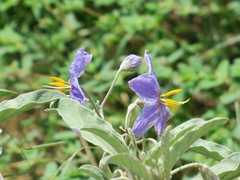 Solanum elaeagnifolium