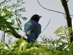 Cyanocorax yucatanicus