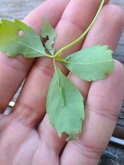 Eumorpha pandorus