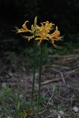 Lycoris aurea