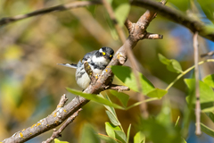 Setophaga nigrescens