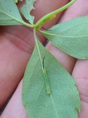 Eumorpha pandorus