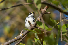 Setophaga nigrescens