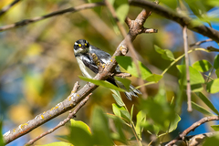 Setophaga nigrescens