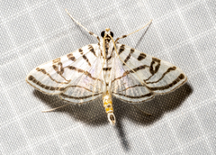 Conchylodes ovulalis