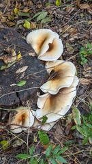 Omphalotus nidiformis