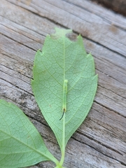Eumorpha pandorus