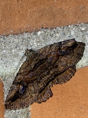 Zaleops umbrina