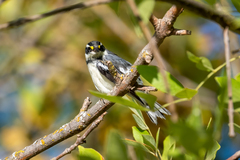 Setophaga nigrescens