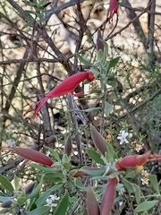 Eremophila glabra