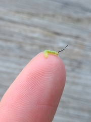 Eumorpha pandorus