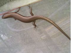 Marisora brachypoda