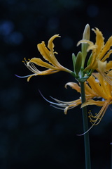 Lycoris aurea