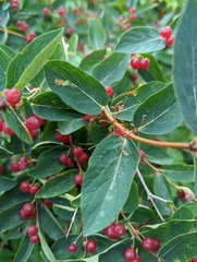 Lonicera