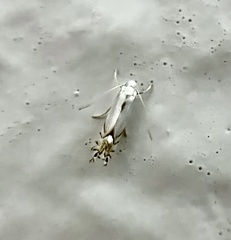 Phyllocnistis vitifoliella