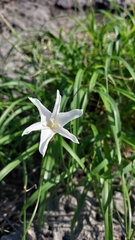 Zephyranthes chlorosolen
