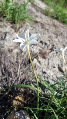 Zephyranthes chlorosolen